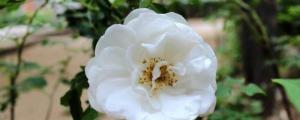 白玫瑰的花语和寓意