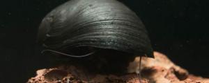 金刚螺怎么繁殖
