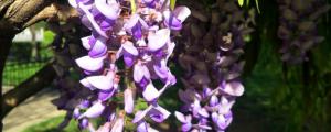 紫藤什么时候开花
