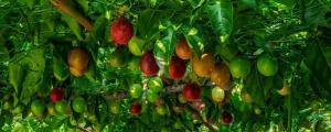 百香果种植时间和方法