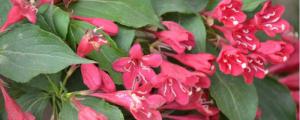 红花锦带的繁殖方法