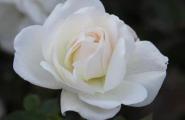 白蔷薇的花语，纯洁的爱情/爱情悄悄地萌发