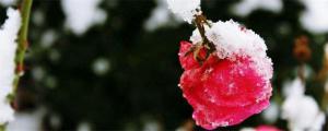 玫瑰花的冬季养护