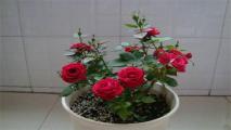 玫瑰花种植方法