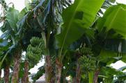 香蕉树是一年一种吗，不是一年一种属一年一长