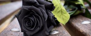 黑色玫瑰花花语是什么