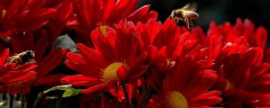 红菊花的花语和寓意