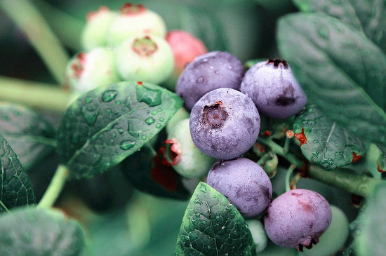 顶级蓝莓品种介绍