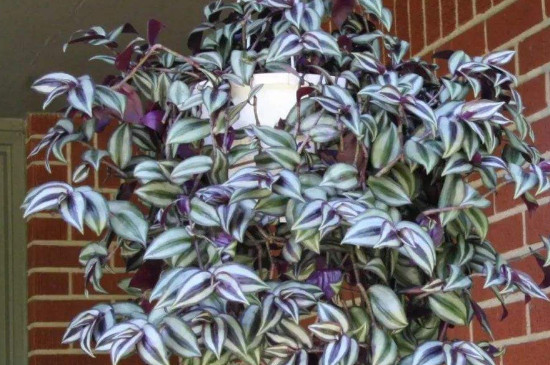 紫叶吊竹梅的养殖方法和注意事项