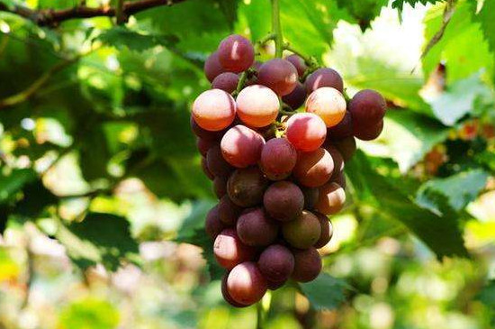 葡萄是缠绕藤本植物吗