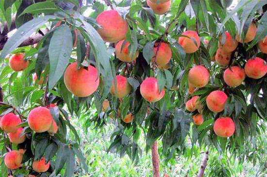 桃树流胶病最有效的防治方法