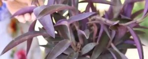 紫露兰吊兰养殖方法跟注意事项