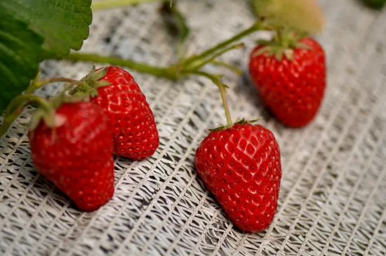 冬天草莓多久浇一次水