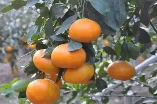 甘平柑橘品种介绍