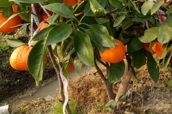 甘平柑橘品种介绍