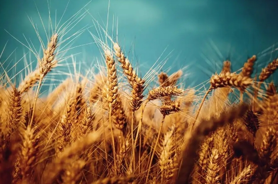 小麦冬季施肥好是春季施肥好