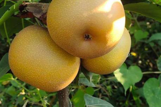 柱状梨有几个品种