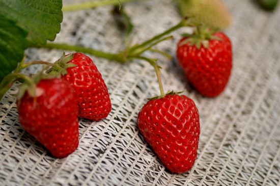草莓种子直接种土里会发芽吗