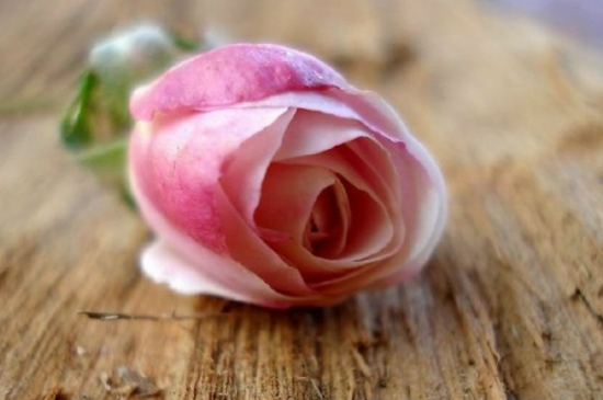 粉玫瑰花的花语