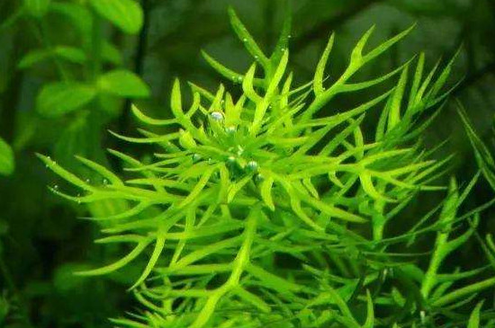 藻类植物的繁殖方式