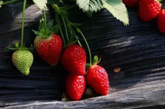 草莓分为哪几个品种