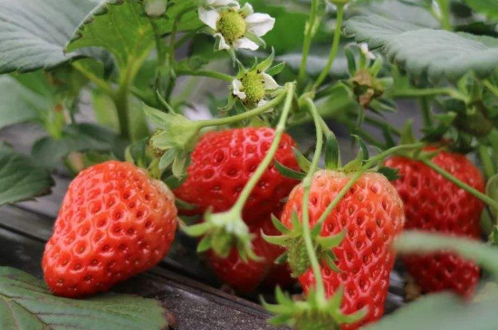 天仙醉草莓品种介绍