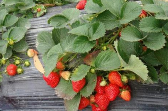 天仙醉草莓品种介绍