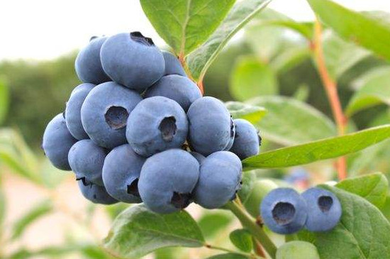 法新蓝莓品种介绍