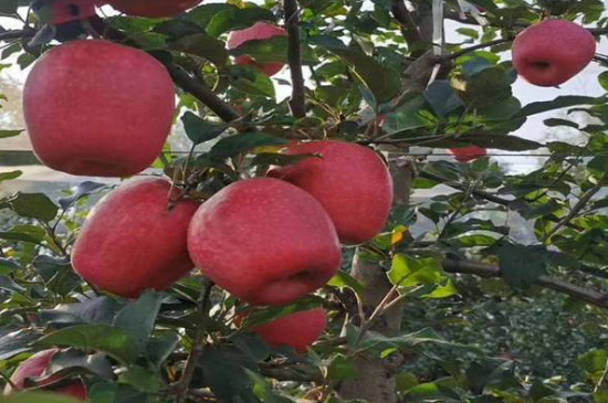 瑞香红苹果品种介绍