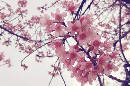 樱花的花期一般有几天