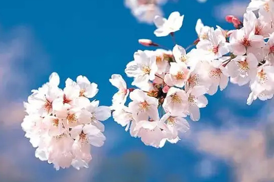 樱花的花期一般有几天