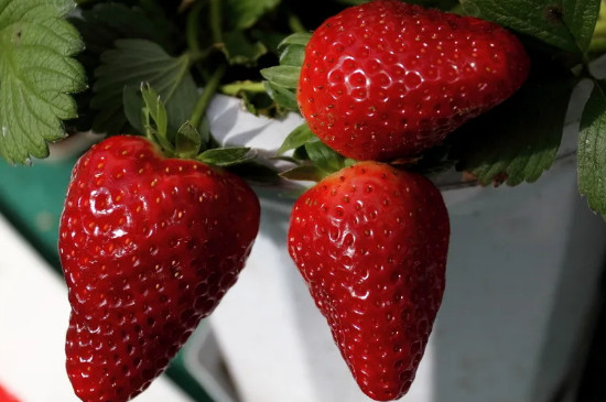 草莓怎么养