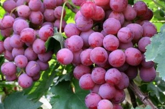 秋天清脆葡萄新品种介绍
