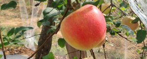水蜜桃苹果品种介绍