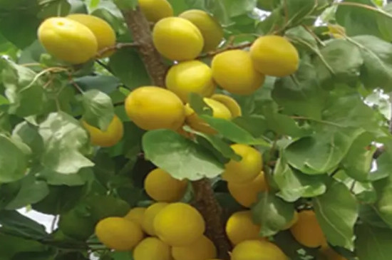 荷兰香蜜杏品种介绍