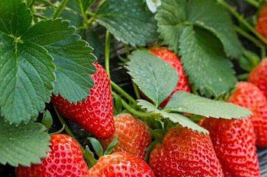 草莓苗适合几月份种植