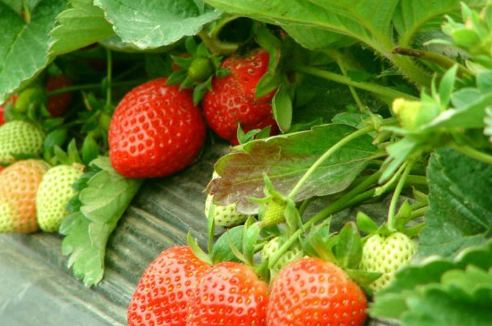 草莓苗适合几月份种植