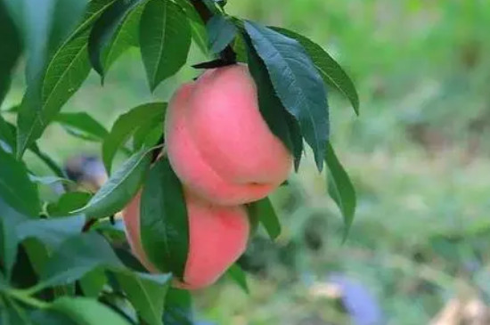 桃树是被子植物还是裸子植物