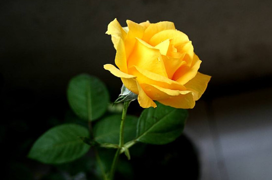 黄玫瑰的花语有四种