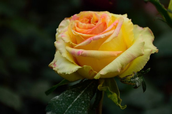 黄玫瑰的花语有四种