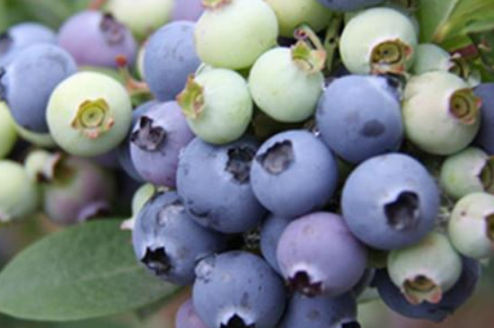 蓝莓品种介绍