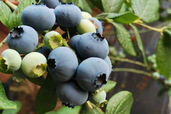 蓝莓品种介绍