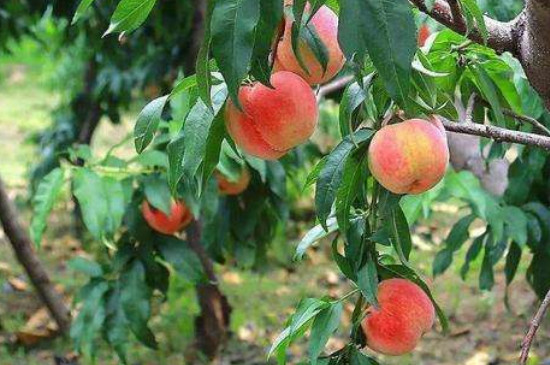 桃树的修剪方法和技术