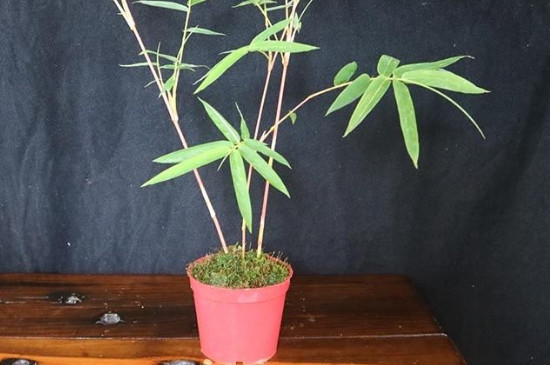 红竹的养殖方法