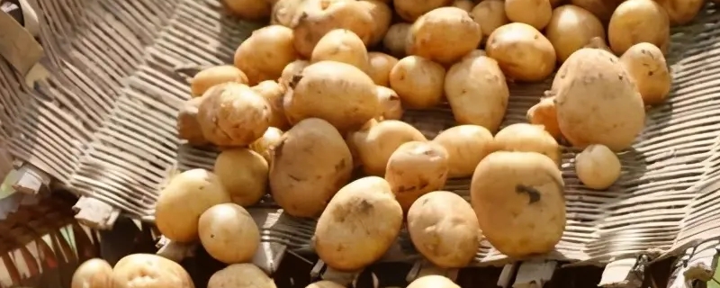 土豆几月份种