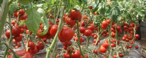 西紅柿在南方適合幾月份種