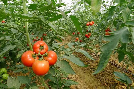 西红柿在南方适合几月份种