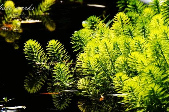 金鱼藻是什么植物裸子还是被子
