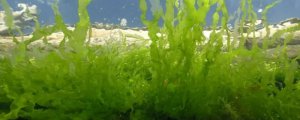 金魚藻是什麼植物裸子還是被子