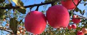 红富士苹果有多少品种